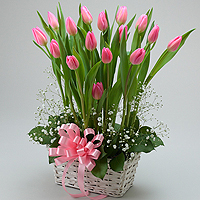 �s���N�̃`���[���b�v���X�^�C���b�V���Ō��I�ɂ܂Ƃ߂��A�����W�����g�ł��B 