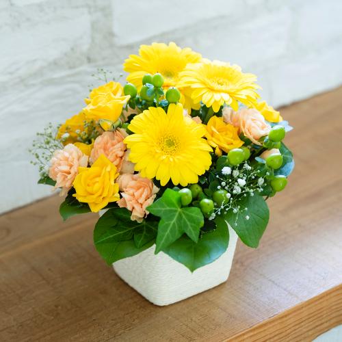 ���X�����t���b�V���Ȉ�ۂ̃C�G���[�J���[�����C���ɂ� �A�N�Z���g�ɂ͗D�����A�v���R�b�g�ŏ_�炩�����͋C�ɁI