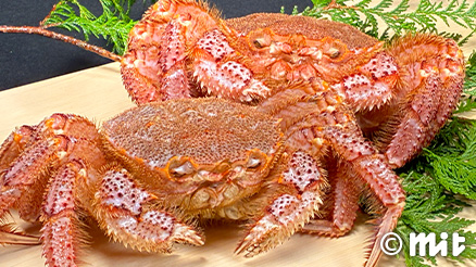 三陸の旬を握る 春の恵みを、一貫へ