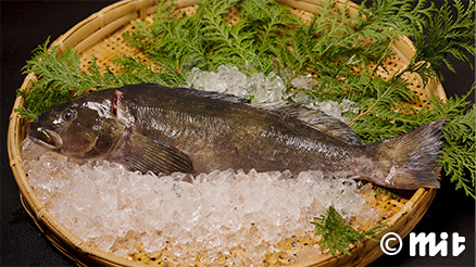 三陸の旬を握る 春の恵みを、一貫へ アイナメ