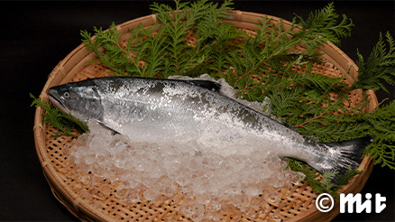 三陸の旬を握る 春の恵みを、一貫へ サクラマス