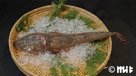 三陸の旬を握る 煌めく海の恵みを、一貫へ マゴチ