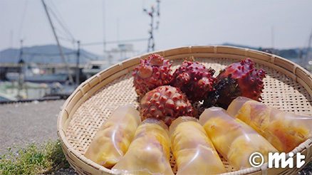 三陸の旬を握る 煌めく海の恵みを、一貫へ ホヤ