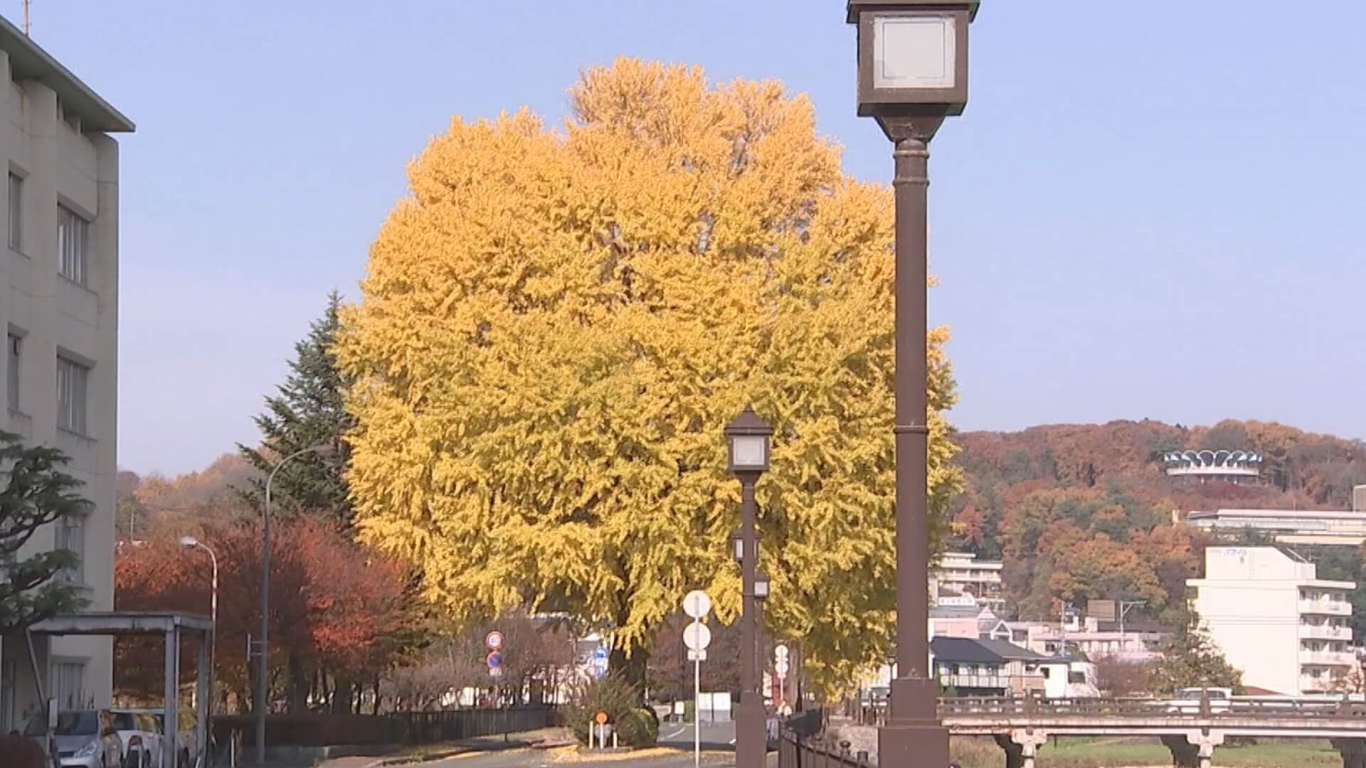 県民会館脇からみる中央分離帯のイチョウ　塚ちゃんカラーに