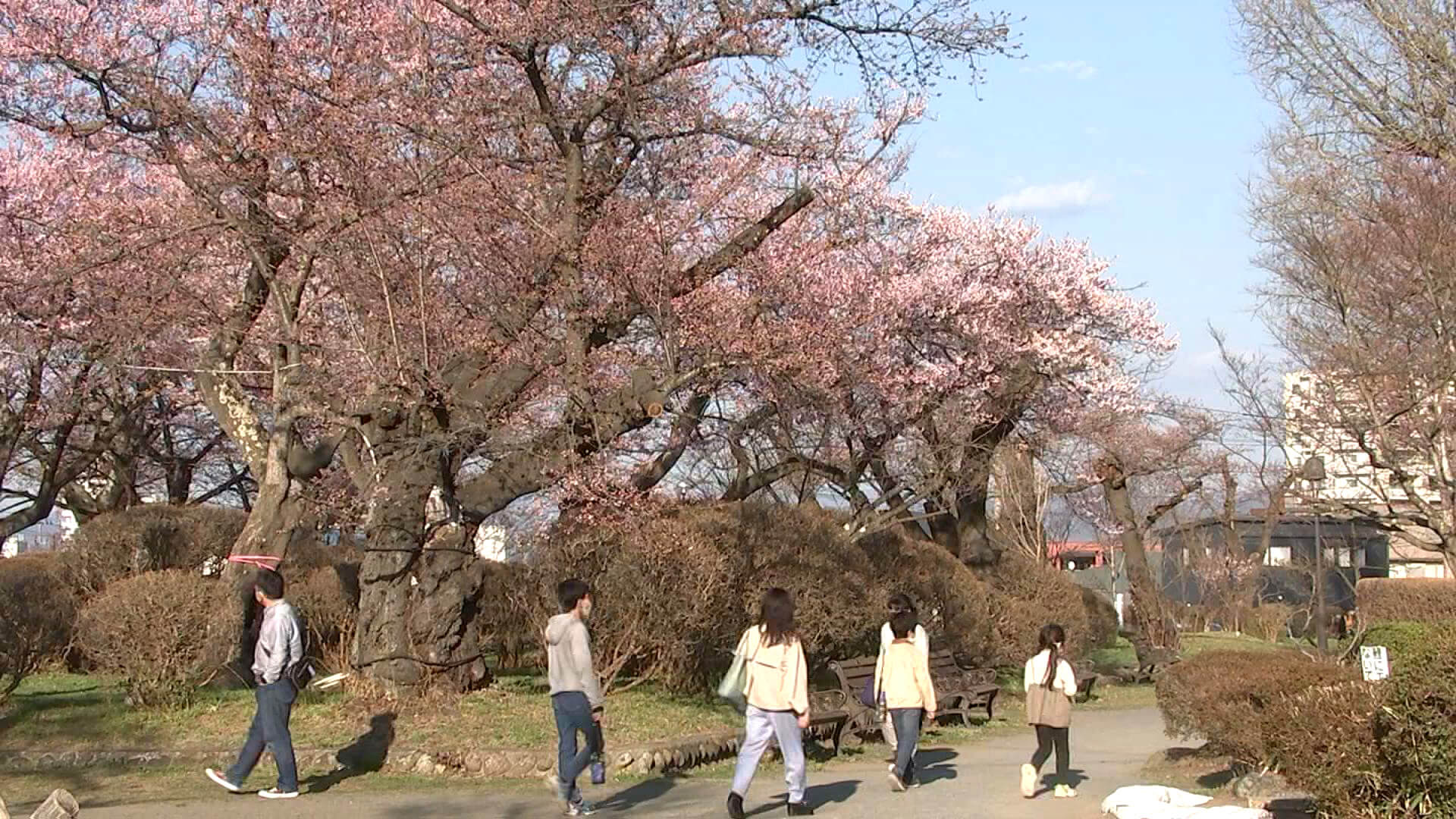久慈さんのオススメスポット　水沢公園