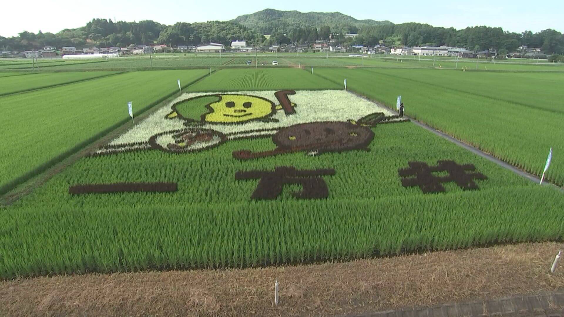 とうもろこし迷路がある北隣の地区にある「一方井地区田んぼアート」