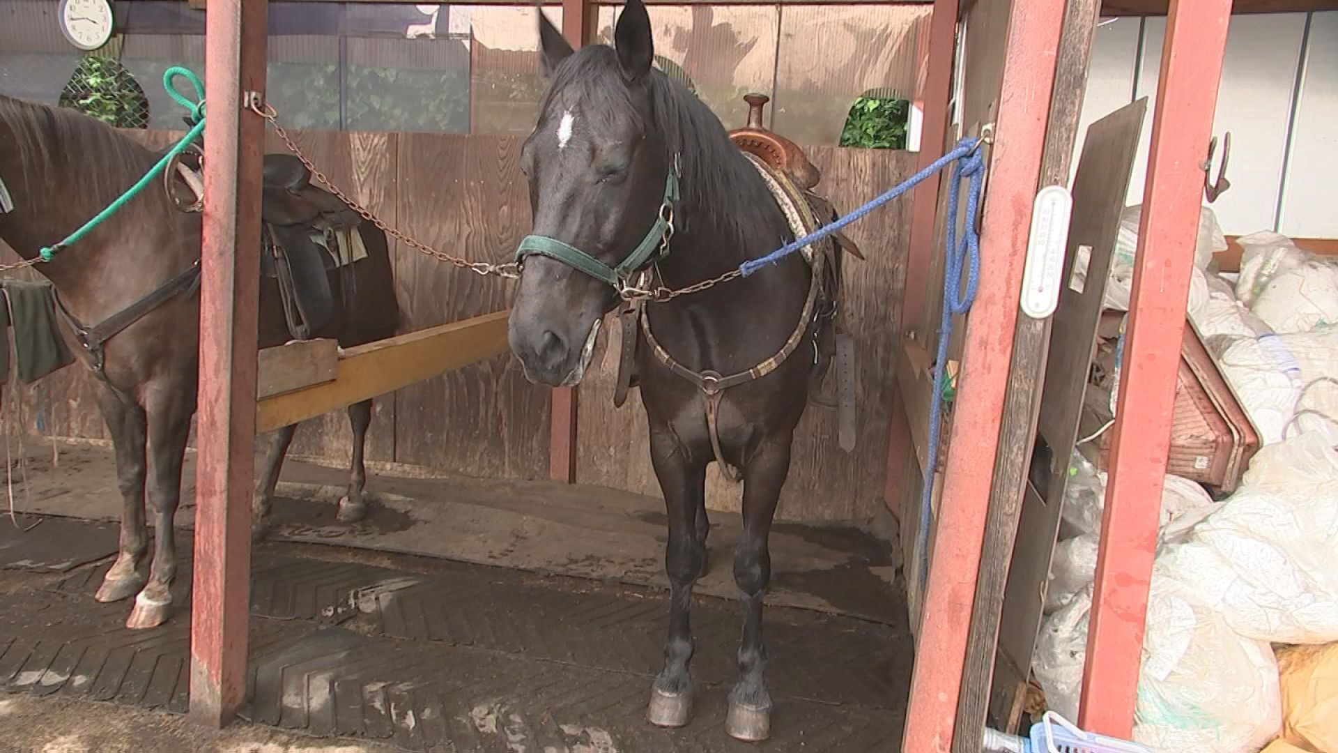 岩手で乗馬・流鏑馬体験　しずくいしYU-YUファーム