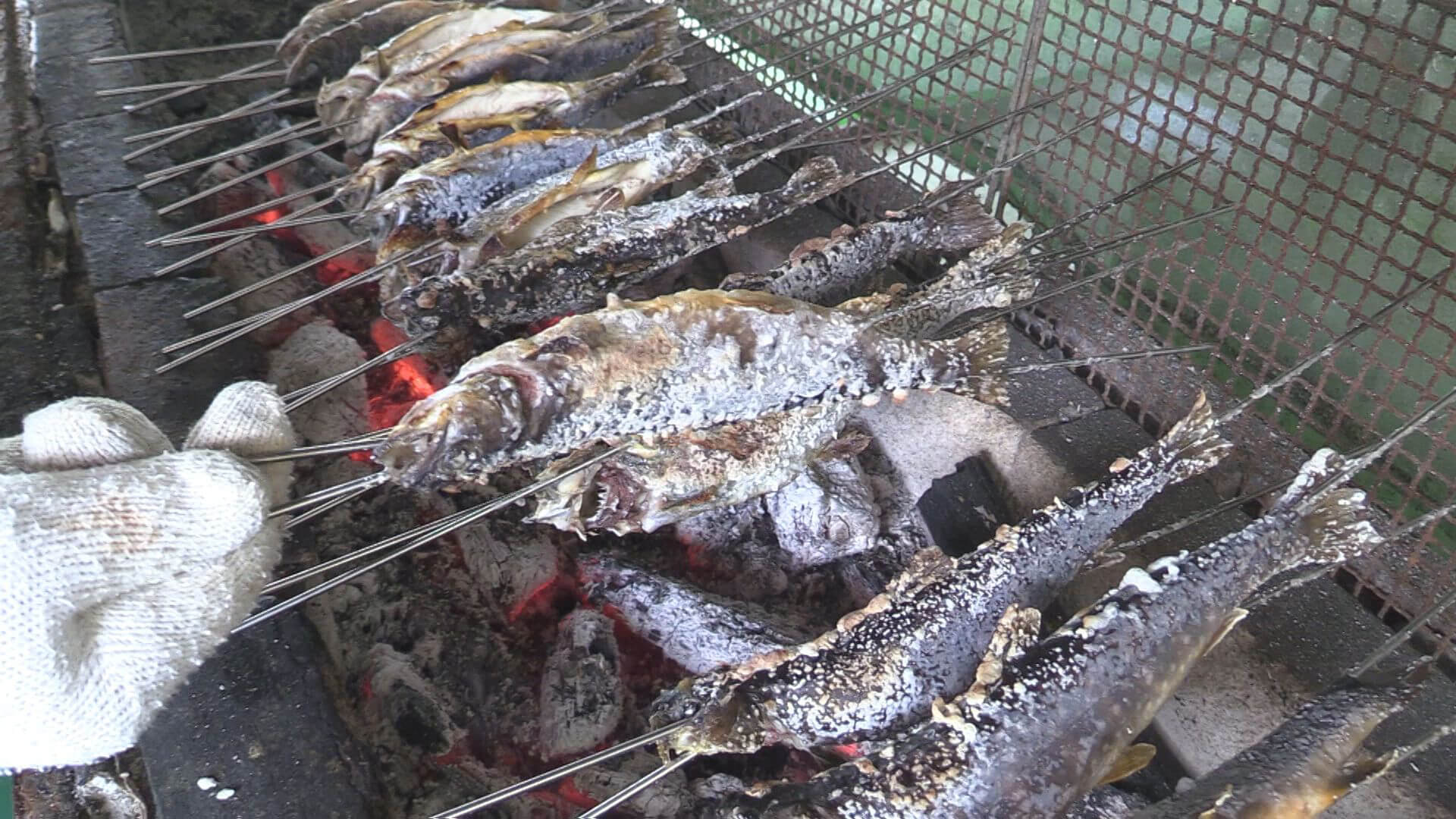 釣った魚はスタッフが下ごしらえし塩焼きに