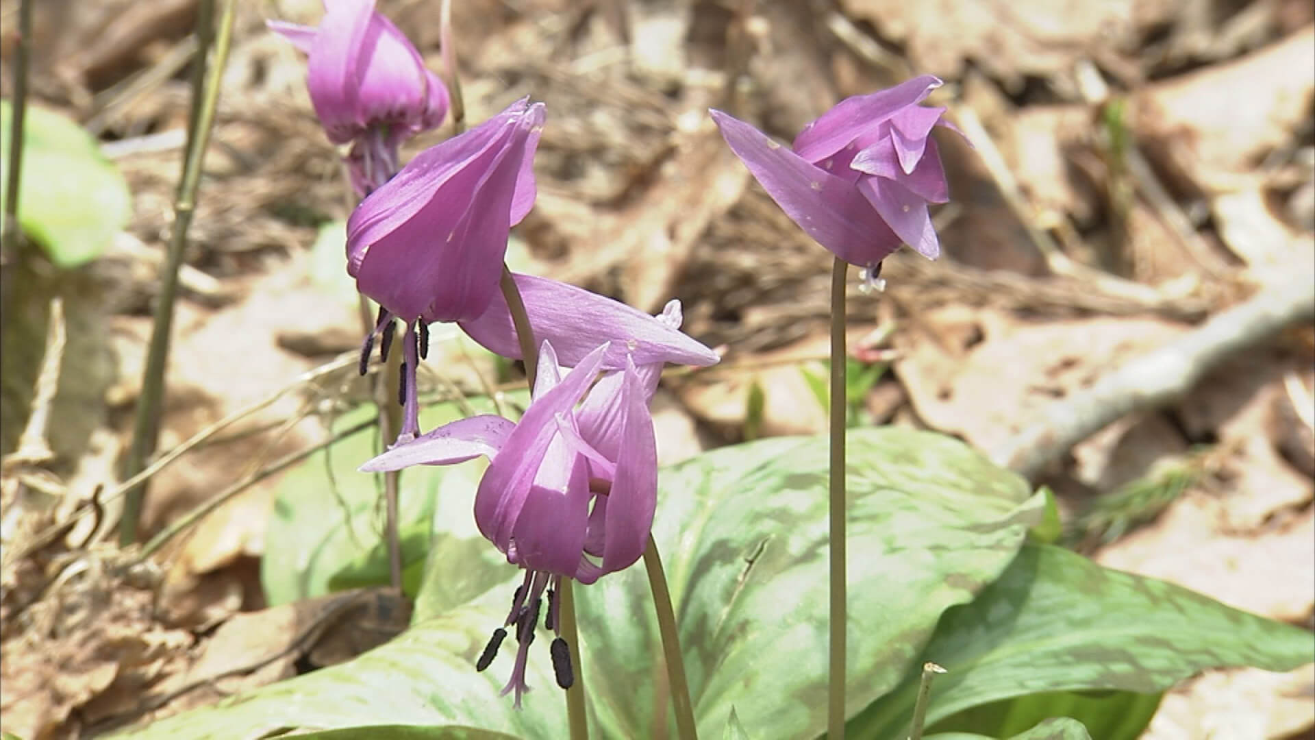 カタクリの花