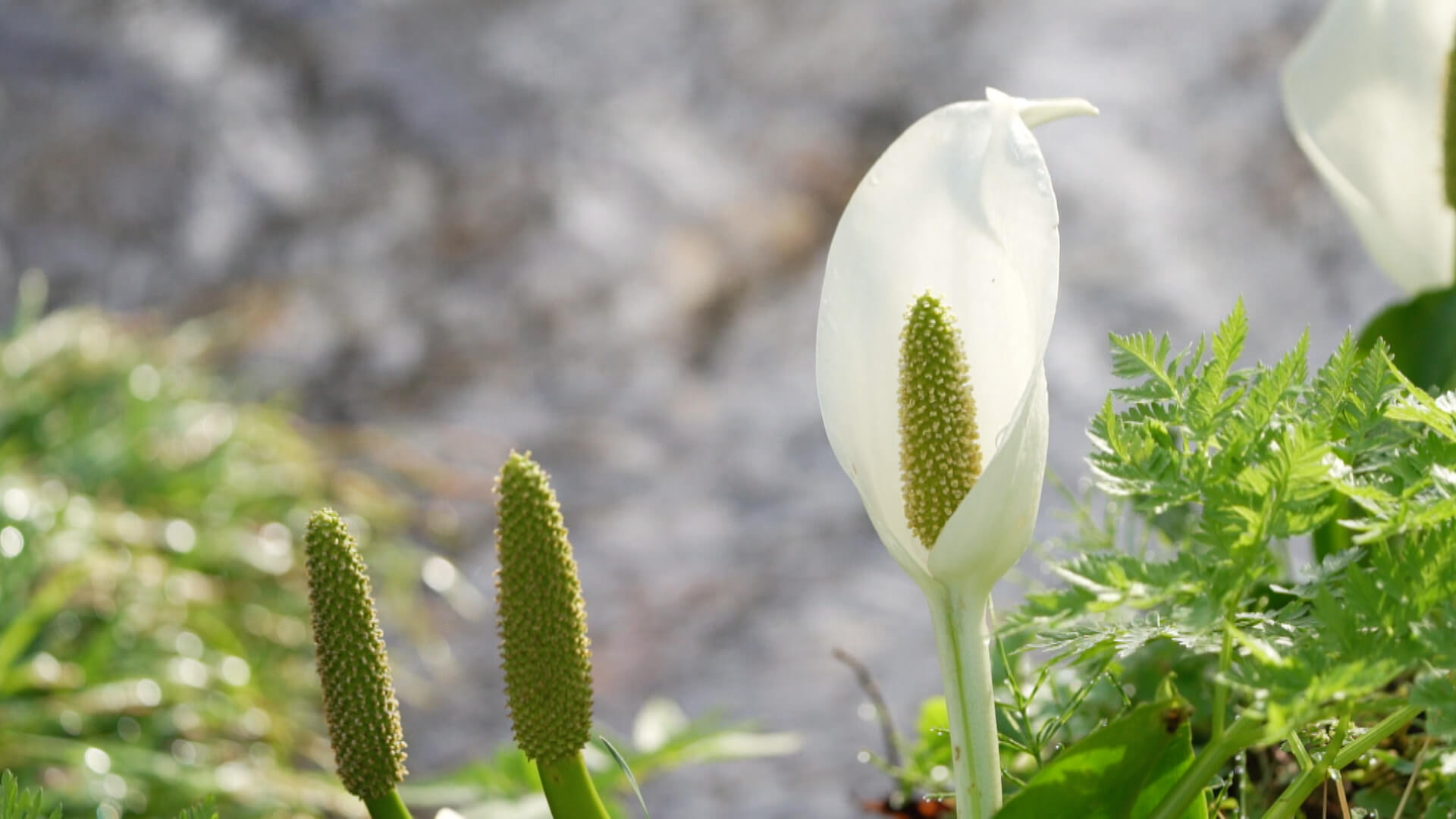 水芭蕉