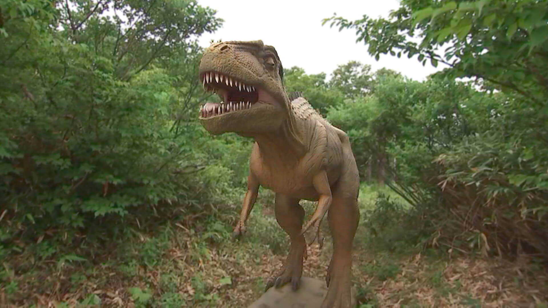 ティラノサウルス
